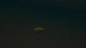 воблер битл бастерс страйк про  майский жук Beetle Buster 40, приманка на головля