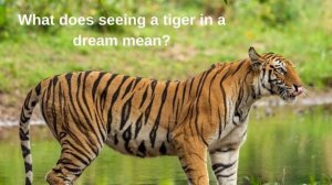 What does seeing a tiger in a dream mean