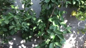 Выращивание лимона на подоконнике. Хороший урожай.