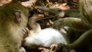 Maltreated Baby Monkey Nearly Die ST1235 Mono Monkey