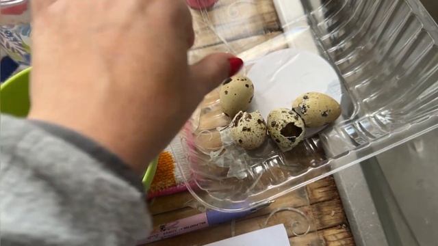 Самые серьезные ошибки при инкубации перепелок смотреть онлайн