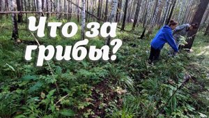 Пошёл в лес с грибниками-новичками. Нашли очень редкие чёрные лисички (Вороночник рожковидный).