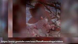 СЛИВА РАСТОПЫРЕННАЯ Nigra (Prunus cerasifera). ЧАСТЬ 2