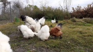куры Брама светлая vs куры китайские Шелковые