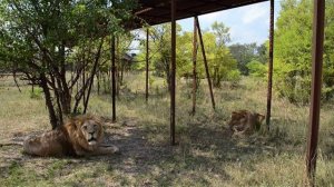 Сафари  ...Стерва ,Малыш  и гостья из Самары ! Тайган .КРЫМ