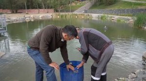 Запускаю в пруд русского осетра в глиняный пруд. Красивый осетр