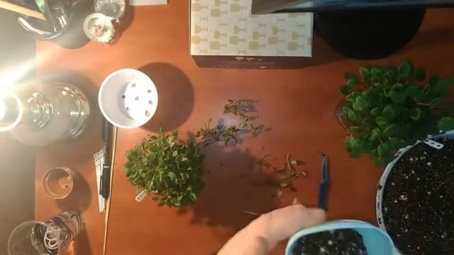 Миниатюрная фиалка,мини трейлер,Brazos Belle смотреть онлайн