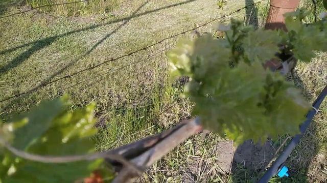 Столетие кишмиш, виноград проверенный временем. Закладка соцветий. смотреть онлайн