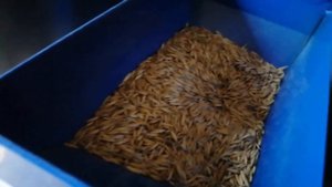 Зернодробилка ИЗБ- 3. Часть 2 - дробление и модификация.