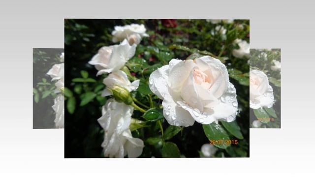 Aspirin Rose смотреть онлайн