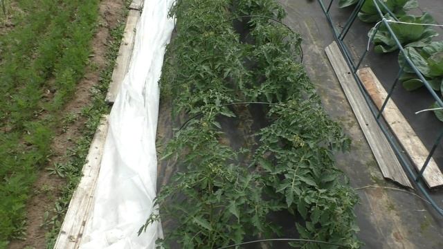 Томаты (ч.21), обзор на грядке, 19.06.2015г. смотреть онлайн