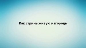 Как стричь живую изгородь