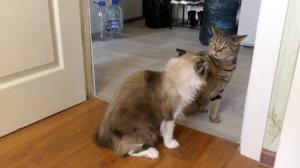 Как ВАЛЕРЬЯНКА действует на КОТОВ!!!! +)))Дерутся за нее))