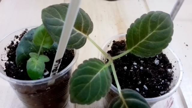 КАК нам ВРУТ. Когда зацветают ГЛОКСИНИИ с ЛИСТА смотреть онлайн