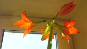 Полка на ОКНЕ для РАССАДЫ и цветов. Часть 1