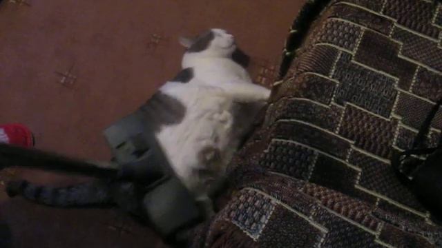 Кот и пылесос смотреть онлайн