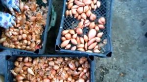 ЛУК БЕЛОЗЁРЕЦ готовим к хранению после просушки