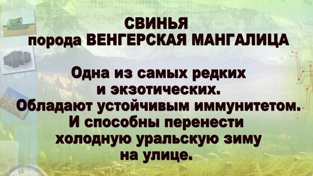 Орда сельское хозяйство КИНО-ОТАКУ