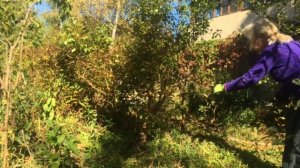 Ниваки из жимолости