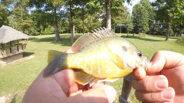 GULP Corn VS Live Mealworms Fishing Bait (Suprising!) смотреть онлайн