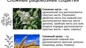 Классификация соцветий