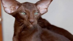 Кот с большими ушами: примеры пород