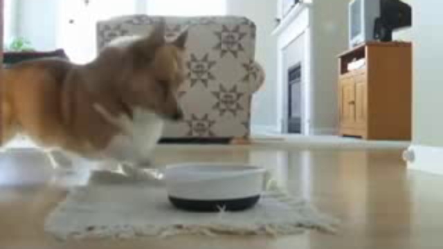 прикольные животные смотреть онлайн