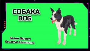 СОБАКА ШАРИК хромакей футаж на зелёном фоне. Видео анимация GREEN SCREEN.