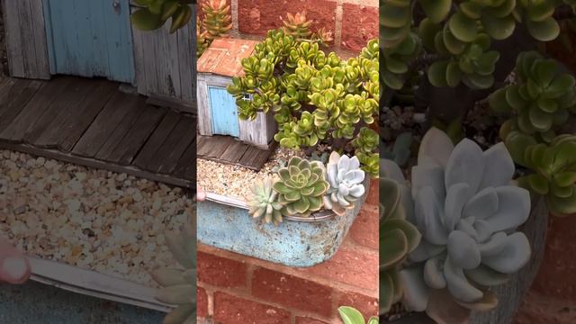 REGA , LESMA , ARRANJOS E LINDAS SUCULENTAS 😍 20 minutos de puro trabalho смотреть онлайн