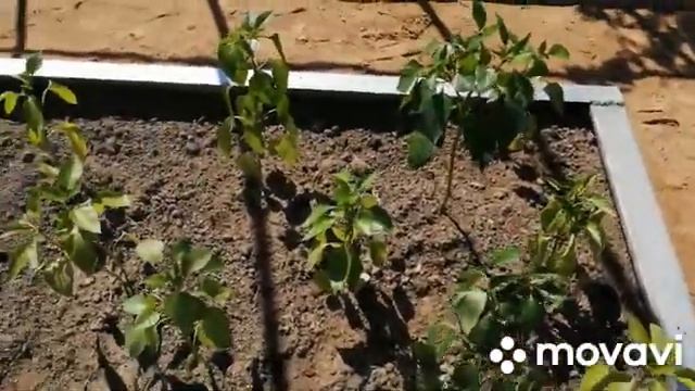 Синеглазка догнала и начала перегонять остальные сорта картофеля смотреть онлайн