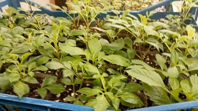 Георгины вегетативные. Укоренились. Пересаживаю!