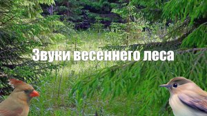 Звуки природы в весеннем лесу (пение птиц,  кузнечики)