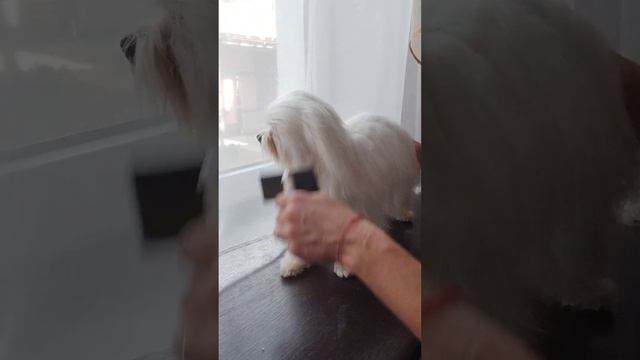 Мой домашний спа салон для моих любимок 😘🥰 смотреть онлайн