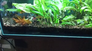 Криптокорины - растения для новичков и бывалых/Cryptocorynes - unpretentious aquarium plants