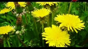 Одуванчик обыкновенный (лекарственный)