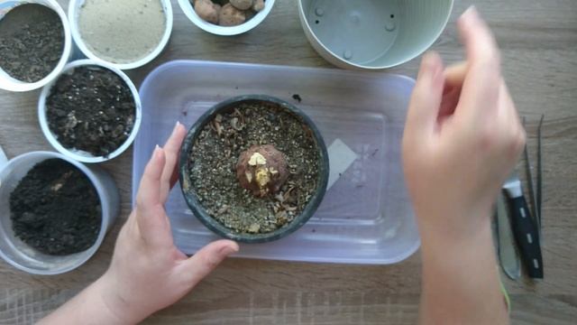 Когда садить - цикламен? Это надо знать всем / Цикламен уход в домашних условиях смотреть онлайн