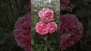 Роза Инес Састр.