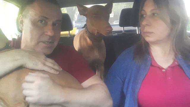 Зоопассажир ч 20. Фараонова собака. Кайори и Арабела. смотреть онлайн