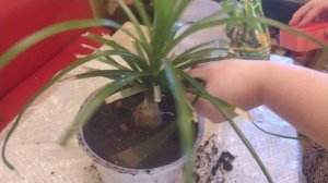 «Нолина Рекурвата» (Бокарнея Отогнутая)