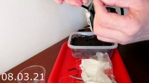 Как вырастить гигантский базилик на балконе