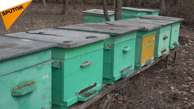 Пчеловод Олег Бязров: о том, как отличить подделку от настоящего меда смотреть онлайн