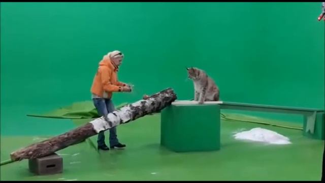 КИНО РЫСЬ ЯШМА, как проходили съемки для фильма СЕРДЦЕ ПАРМЫ. смотреть онлайн