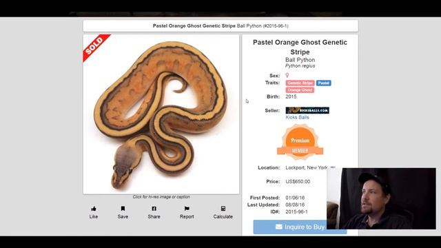 Genetic Stripe Ball Python Morph Combos | Jack's Reptiles