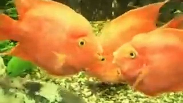 рыбки с музыкой смотреть онлайн