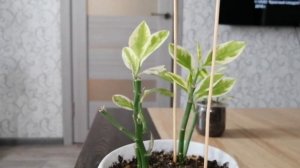 Педилантус. Уход, формировка, полив. Мой опыт.