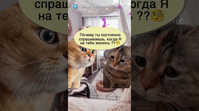 Кому это надо #мыкотики #вмем #разговор #анекдот #шутки #кот #юмор #смешное #прикольно #мемы #cat