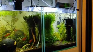 Тест автокормушек для аквариума