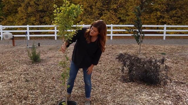 Planting A ‘Haywire’ Cypress & ‘Skinny Fit’ Gingko! ??? // Garden Answer смотреть онлайн