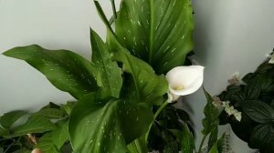 ОГРОМНАЯ белая КАЛЛА(зантедеския),как заставить цвести!