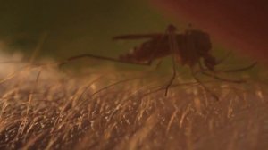 Укус комара